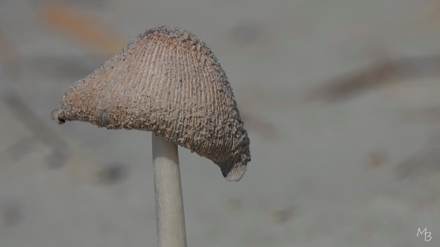 Marian Buurman - Op het strand van Terschelling - 2026-9-25;september;paddestoel;schimmel;